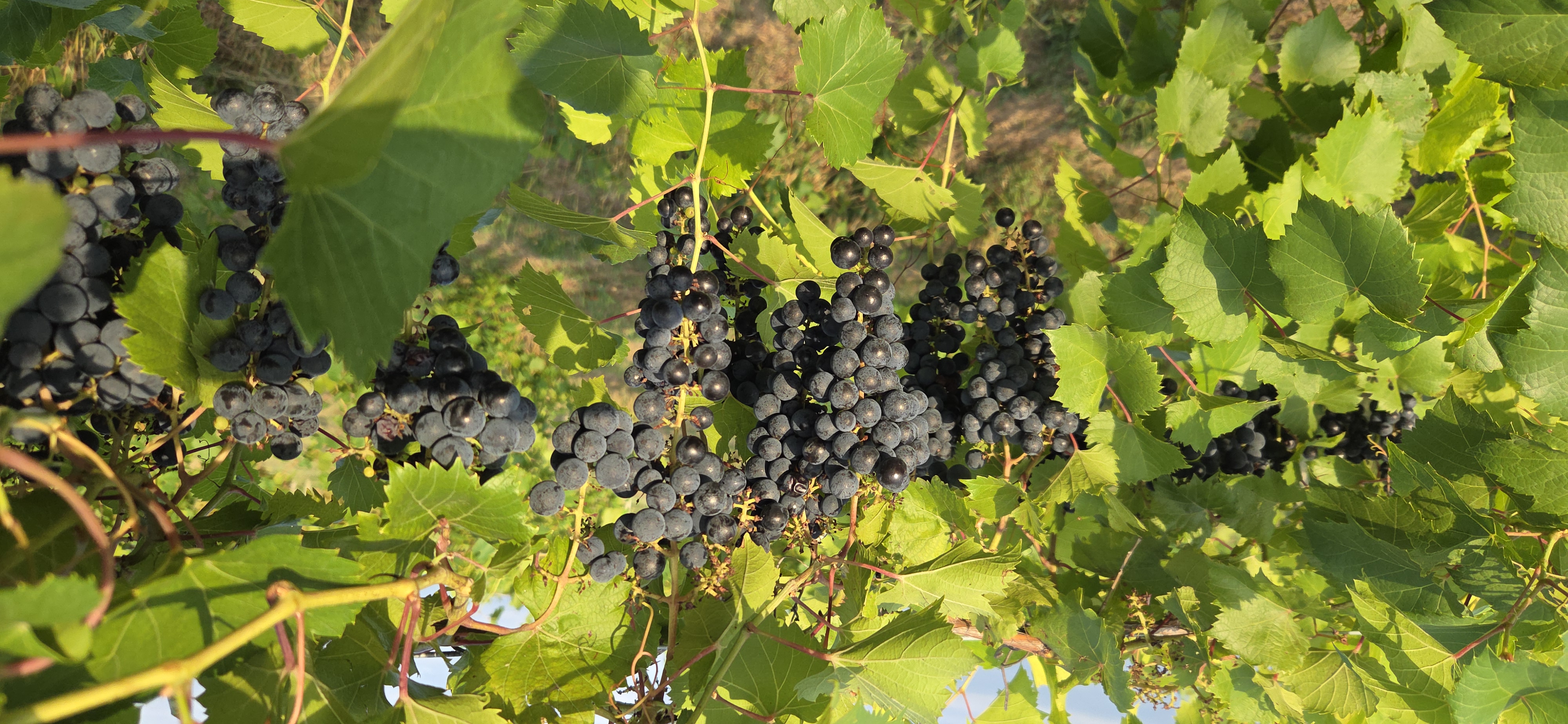 Bunches of dark purple grapes hanging from a vine.